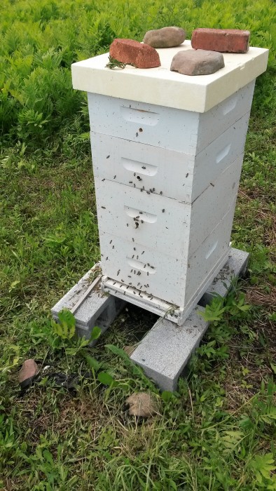 One of my beehives