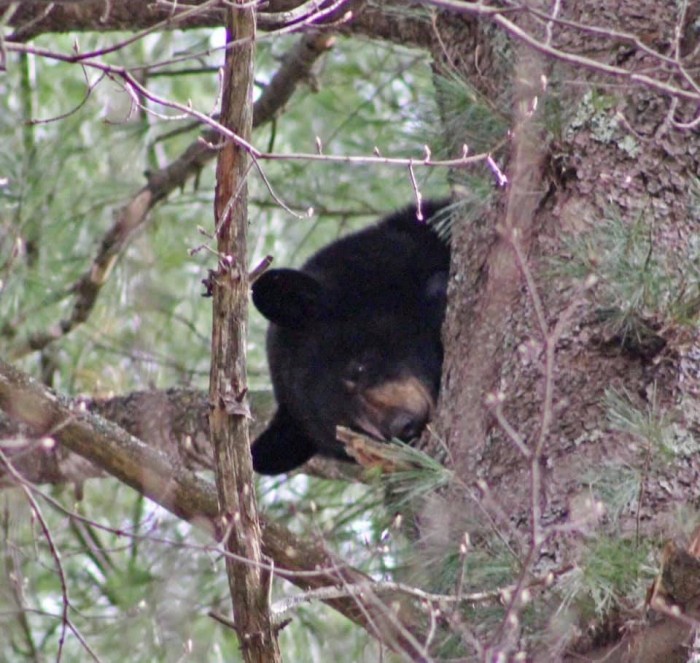 The Bear in Patty's Back Yard